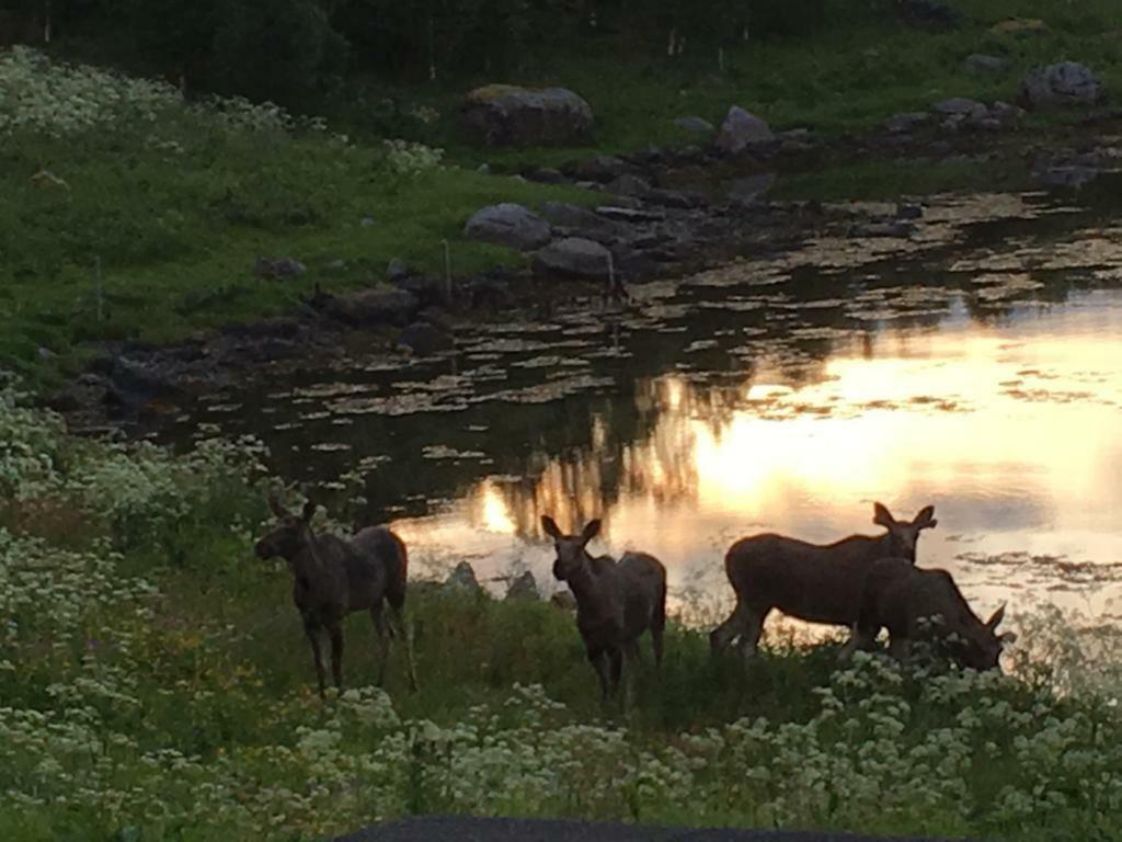 Prima Lofoten Myrland Exteriör bild